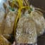 Bánh tráng xì ke thường