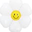 Hoa cúc cười mini