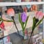 Hoa tulip