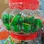 Socola dưa hấu hộp
